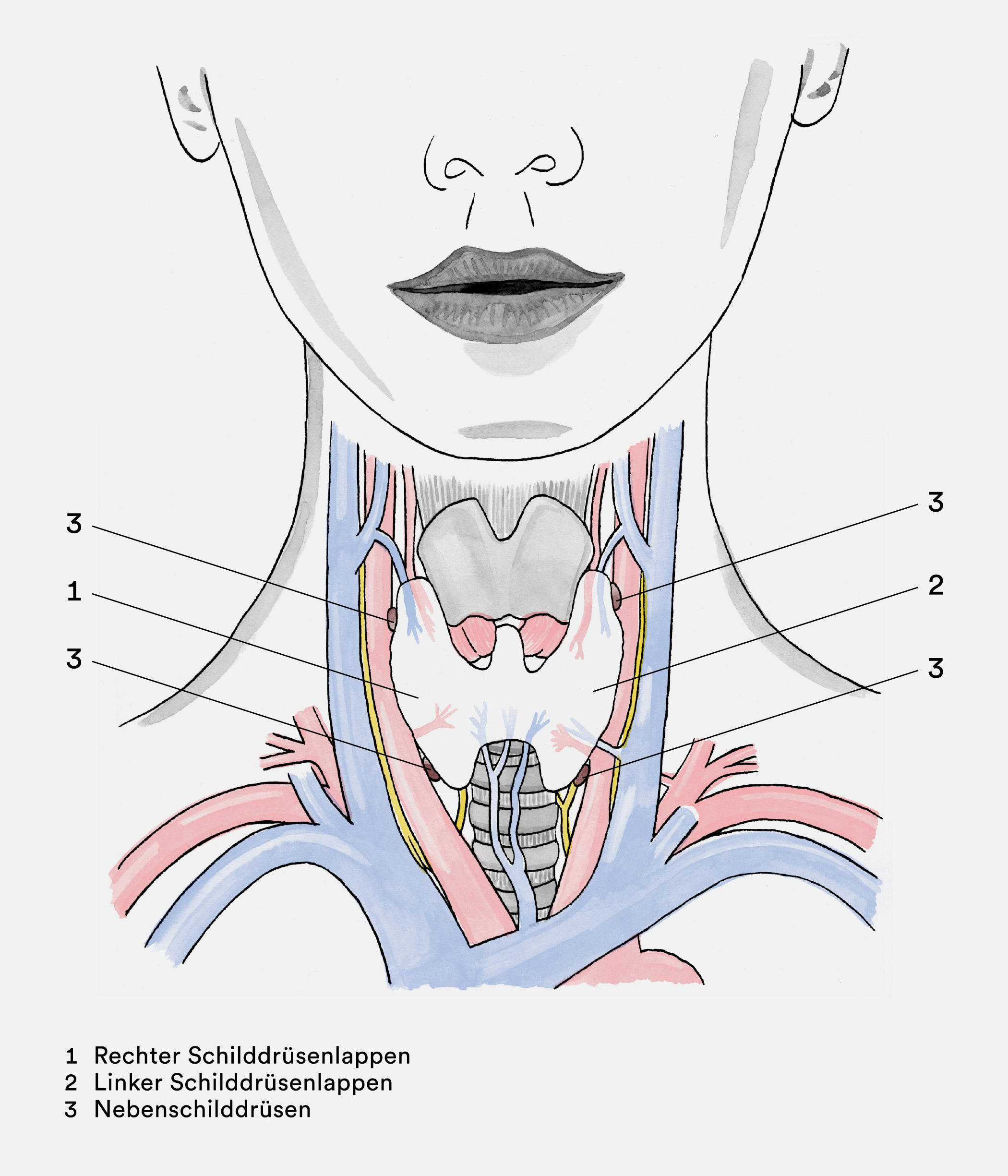 Anatomie einer Schilddrüse